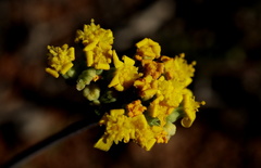 Othonninae