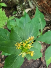 Solidago macrophylla