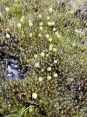 Pleurophascum grandiglobum