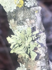 Ramalina complanata