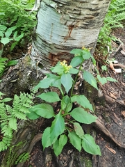 Solidago macrophylla