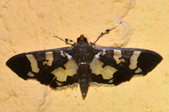 Desmia bajulalis