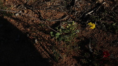 Othonninae