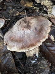 Cortinarius cisqhale