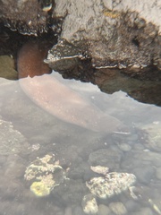 Gymnothorax meleagris