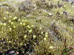 Pleurophascum grandiglobum
