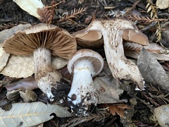 Cortinarius cisqhale