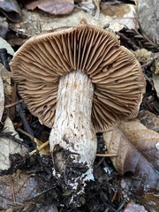 Cortinarius cisqhale
