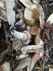 Cortinarius cisqhale