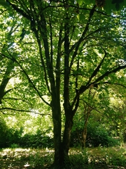 Acer pseudoplatanus