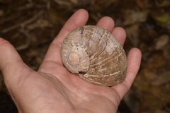 Hedleyella falconeri