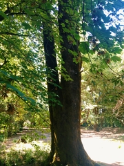 Acer pseudoplatanus