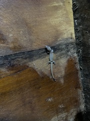 Sphaerodactylus glaucus