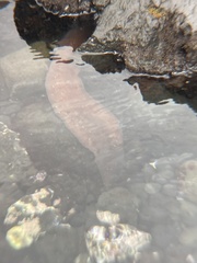 Gymnothorax meleagris