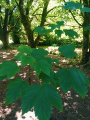 Acer pseudoplatanus