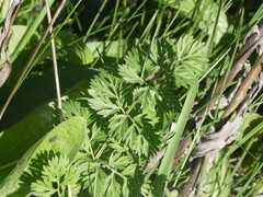 Daucus