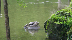 Trachemys scripta