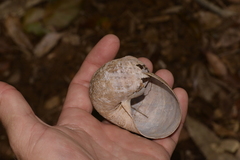 Hedleyella falconeri