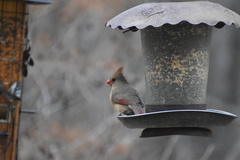 Cardinalis cardinalis