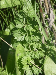 Daucus