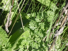 Daucus