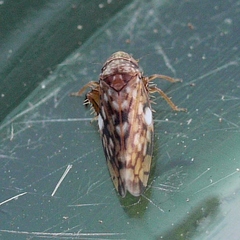 Xestocephalus similis