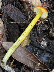 Hygrocybe singeri