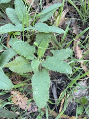 Salvia spathacea