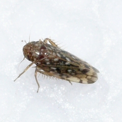 Xestocephalus superbus