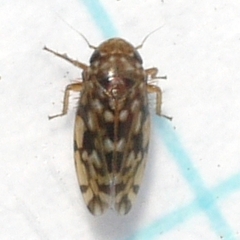 Xestocephalus superbus