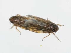 Xestocephalus superbus