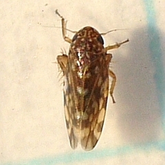 Xestocephalus superbus
