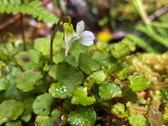 Viola filicaulis