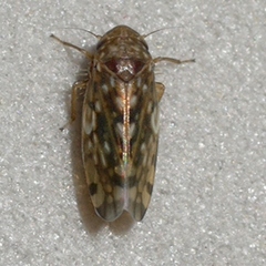 Xestocephalus superbus