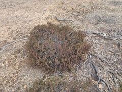 Arctostaphylos myrtifolia