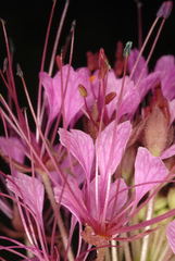 Polanisia dodecandra riograndensis