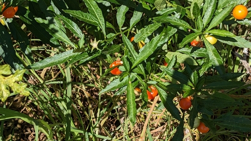 Solanum pseudocapsicum observed 2022-12-21