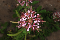 Polanisia dodecandra riograndensis