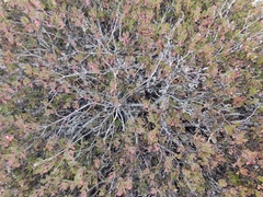 Arctostaphylos myrtifolia