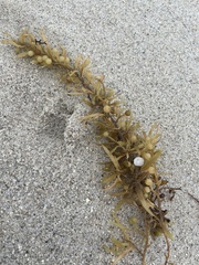 Sargassum fluitans