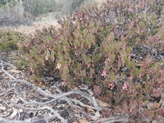 Arctostaphylos myrtifolia
