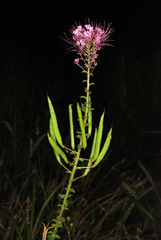 Polanisia dodecandra riograndensis