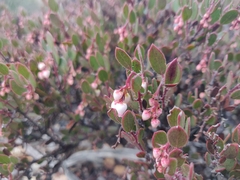 Arctostaphylos myrtifolia