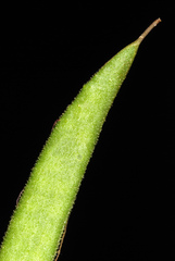 Polanisia dodecandra riograndensis