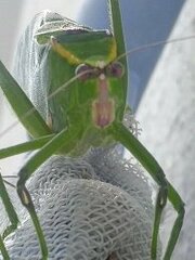 Stilpnochlora nanna