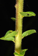 Polanisia dodecandra riograndensis