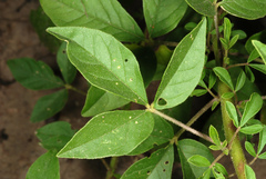 Polanisia dodecandra riograndensis