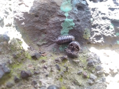 Oniscidea