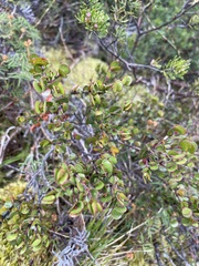 Boronia rhomboidea
