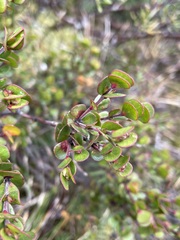 Boronia rhomboidea